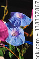 Morning glory in early summer 138357867