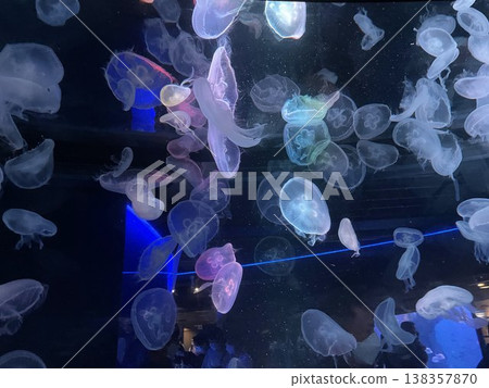 Colorful jellyfish Colorful jellyfish 138357870
