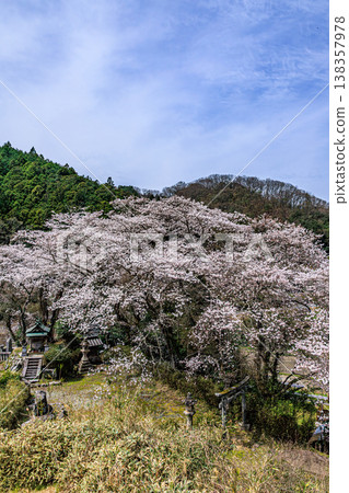 Cherry blossoms blooming in the foothills of Asuka Village, a shrine, a peaceful spring scene. Cherry blossoms blooming in the foothills of Asuka Village, a shrine, a peaceful spring scene. 138357978
