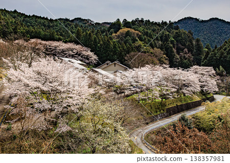 Asuka Village, Nara Prefecture: A quintessential spring landscape woven from cherry blossoms and mountain ranges. 138357981