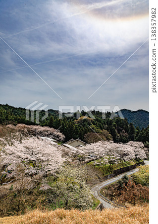 The rural landscape and settlements of Asuka Village, surrounded by cherry blossoms in full bloom. 138357982