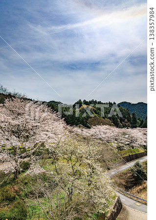 奈良縣飛鳥村山麓,櫻花盛開,村莊綿延,春意盎然。 奈良縣飛鳥村山麓,櫻花盛開,村莊綿延,春意盎然。 138357984