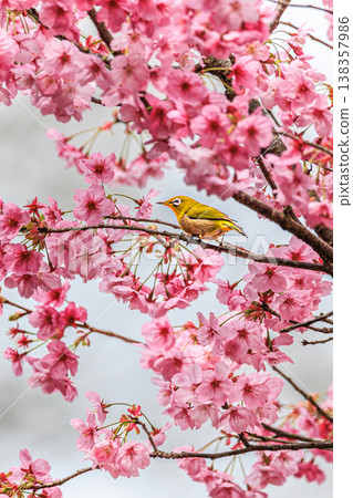 Cherry blossoms and Japanese white-eyes: a colorful spring natural landscape. Cherry blossoms and Japanese white-eyes: a colorful spring natural landscape. 138357986