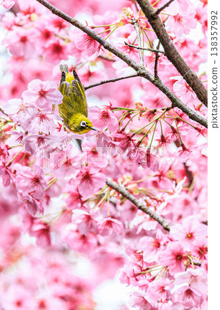 日本繡眼鳥在櫻花海中翩翩起舞：充滿活力的瞬間。 138357992