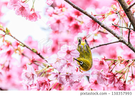 粉紅色的花朵和繡眼鳥：一幅令人心曠神怡的春日景象。 138357993
