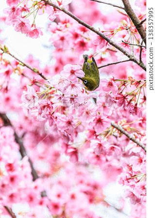 A Japanese white-eye chirping amongst the cherry blossoms – a gentle spring scene. A Japanese white-eye chirping amongst the cherry blossoms – a gentle spring scene. 138357995
