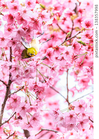 日本繡眼鳥在櫻花叢中翩翩飛舞，這些可愛的野生鳥類預示著春天的到來。 138357998