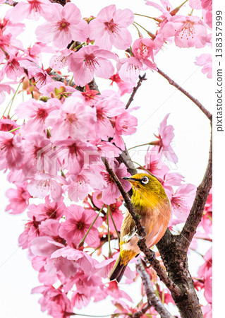Japanese white-eyes gather among cherry blossoms, a vibrant spring bird scene. 138357999