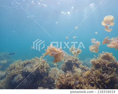 大海和海藻的奇幻光芒 138358019