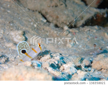Cute Nichirindate goby Cute Nichirindate goby 138358021