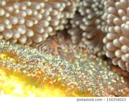 Lots of clownfish eggs Lots of clownfish eggs 138358023