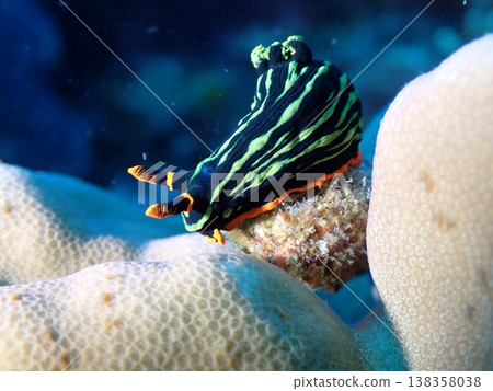 A red-edged sea slug on a coral. A red-edged sea slug on a coral. 138358038