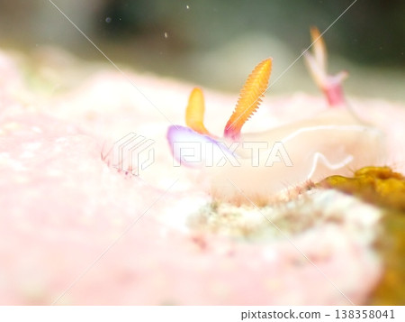 美麗的象牙色海蛞蝓 138358041