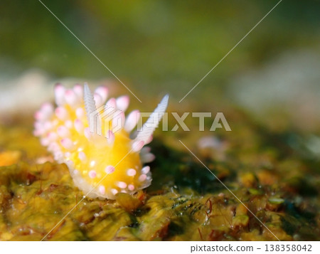 Cute sea slug 138358042