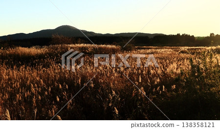 典型的日本風景：一片蒲葦草地。 138358121