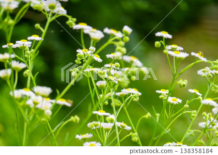 White fleabane growing in clusters in the field White fleabane growing in clusters in the field 138358184