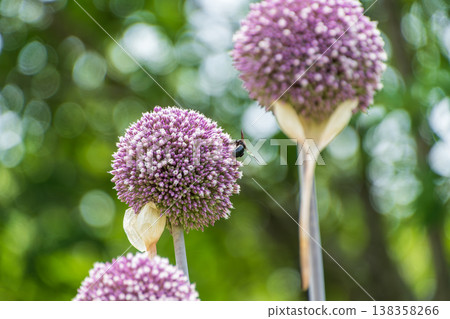初夏時節,紫色的巨型蔥(Allium giganteum)盛開,一隻大黃蜂正在吸食花蜜。 初夏時節,紫色的巨型蔥(Allium giganteum)盛開,一隻大黃蜂正在吸食花蜜。 138358266