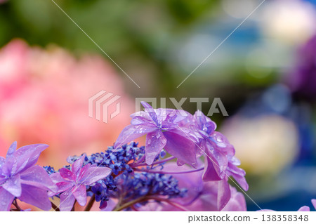 A scene of the rainy season, with raindrops glistening on purple hydrangeas after the rain. A scene of the rainy season, with raindrops glistening on purple hydrangeas after the rain. 138358348