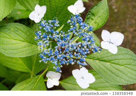 An overhead shot of a lacecap hydrangea and the geometric patterns of nature. An overhead shot of a lacecap hydrangea and the geometric patterns of nature. 138358349