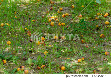 Ripe plums that have fallen to the ground and the early summer harvest season Ripe plums that have fallen to the ground and the early summer harvest season 138358350