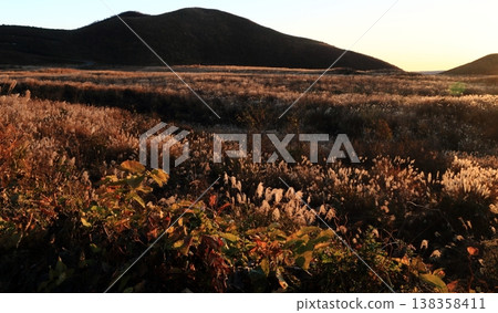 The slanting light of the setting sun on a field of pampas grass The slanting light of the setting sun on a field of pampas grass 138358411