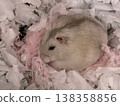 Djangarian hamster 138358856
