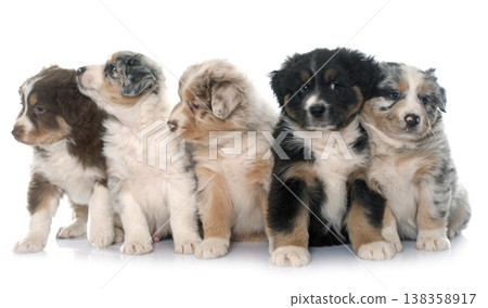 puppies australian shepherd 138358917