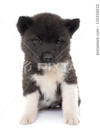 puppy amerikan akita in studio puppy amerikan akita in studio 138358918