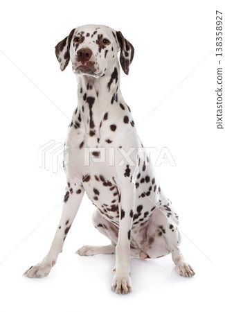 young female dalmatian young female dalmatian 138358927