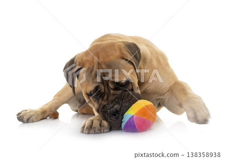 young bull mastiff in studio 138358938