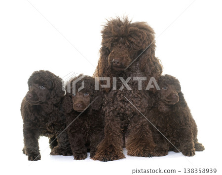 puppies and mother brown poodles 138358939