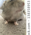 Hamster legs 138358953