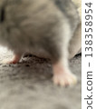 Hamster legs 138358954