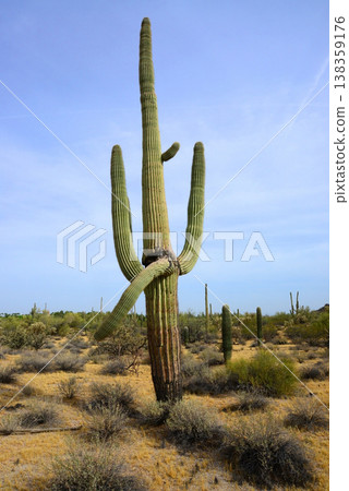 Old Saguaro Cactus Sonora desert Arizona Old Saguaro Cactus Sonora desert Arizona 138359176
