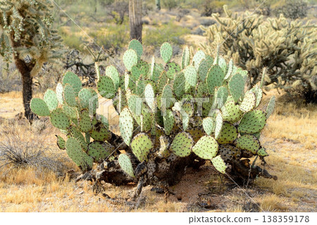 Prickly Pear Cactus Sonora Desert Arizona Prickly Pear Cactus Sonora Desert Arizona 138359178