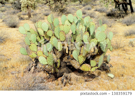 Prickly Pear Cactus Sonora Desert Arizona Prickly Pear Cactus Sonora Desert Arizona 138359179