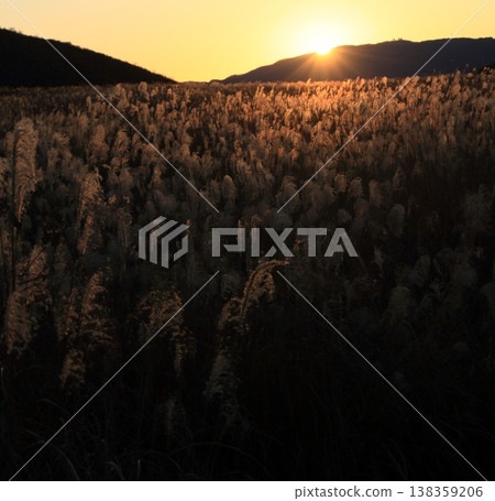 A field of pampas grass illuminated by the setting sun. A field of pampas grass illuminated by the setting sun. 138359206