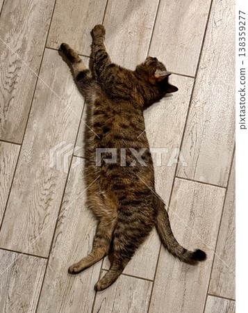 A cute and adorable cat lounging comfortably on a tiled floor, showcasing its endearing playful side. A cute and adorable cat lounging comfortably on a tiled floor, showcasing its endearing playful side. 138359277