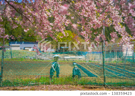 Scarecrows and cherry blossoms: Spring in the fields Scarecrows and cherry blossoms: Spring in the fields 138359423