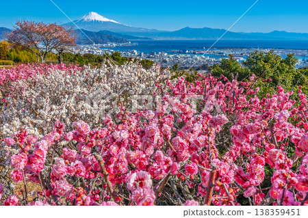 Nihondaira Ume Suruga Bay Mount Fuji Nihondaira Ume Suruga Bay Mount Fuji 138359451