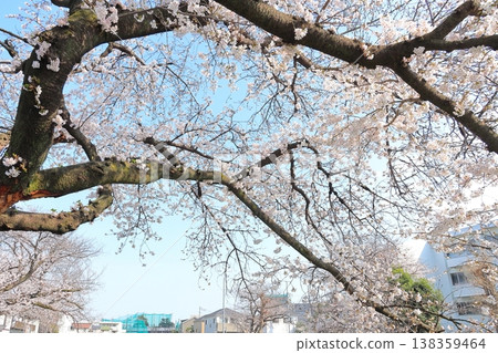 調布市野川沿岸櫻花盛開 調布市野川沿岸櫻花盛開 138359464