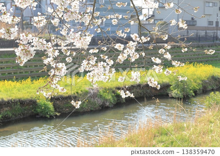 調布市野川沿岸櫻花盛開 138359470
