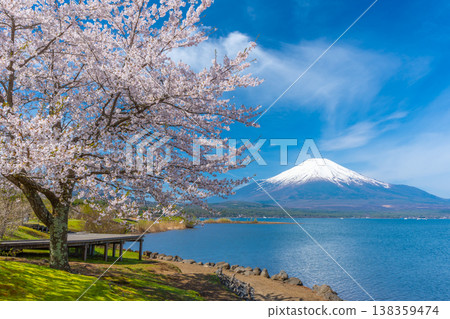 Lake Yamanaka Sakura 138359474
