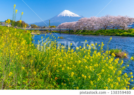 Ryuganbuchi, a famous spot for Mt. Fuji, cherry blossoms and rape blossoms [Fuji City] 138359480