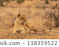 Portrait of a Lioness Laying Down in Kruger National Park in South Africa 138359522