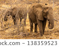 Two elephants stand beside a newborn elephant in Kruger National Park, South Africa 138359523