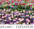 Pink tulips and colorful flowers blooming in the spring flowerbeds 138359526