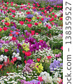 Colorful tulips and wildflowers blooming in the spring flowerbeds 138359527