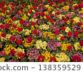 Colorful tulips blooming in spring flower bed 138359529