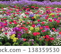 Red tulips spread across a spring flower field, creating a vibrant garden landscape. 138359530